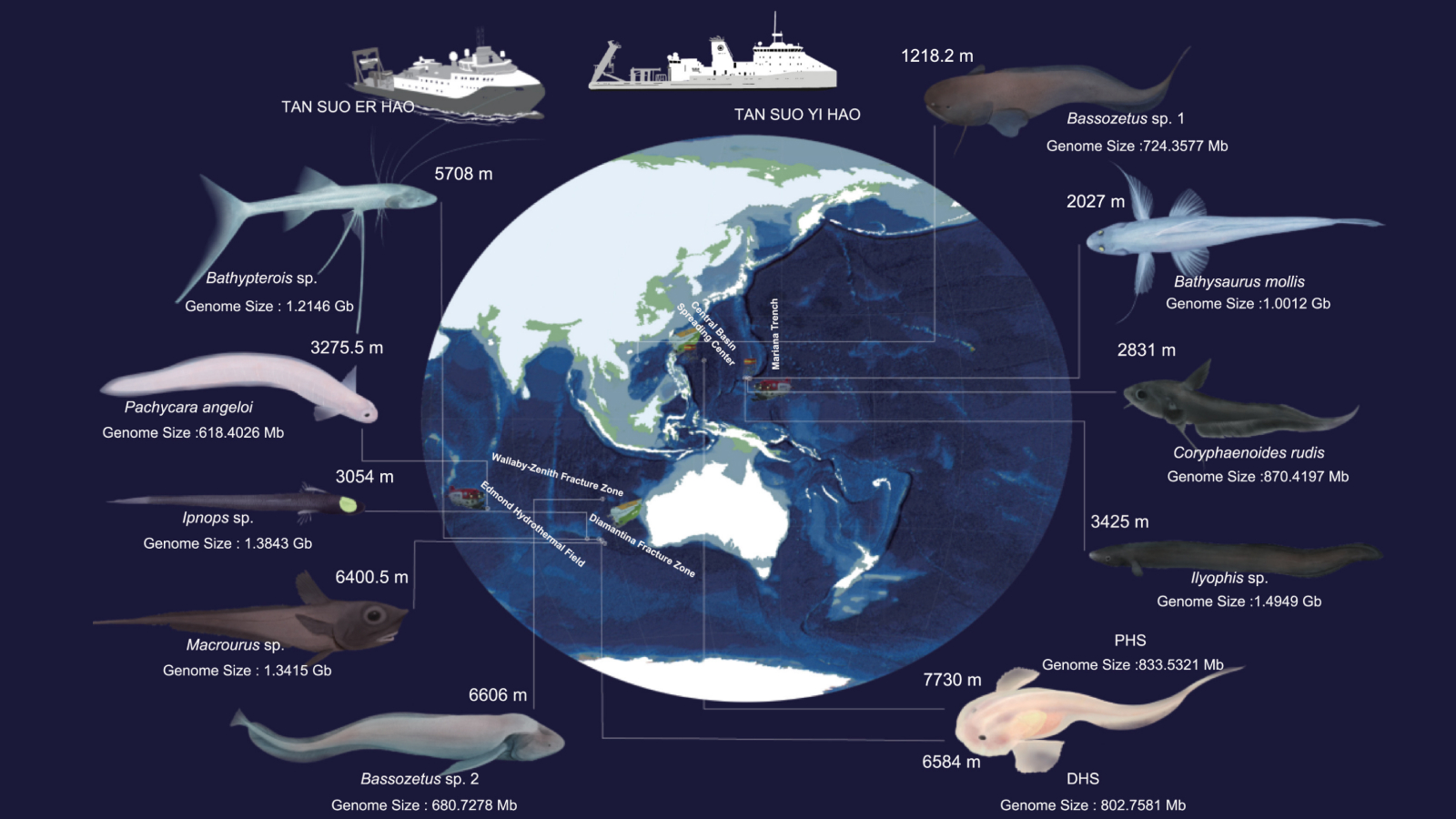 Illustration of the earth and its oceans with different deep sea species that surround it,