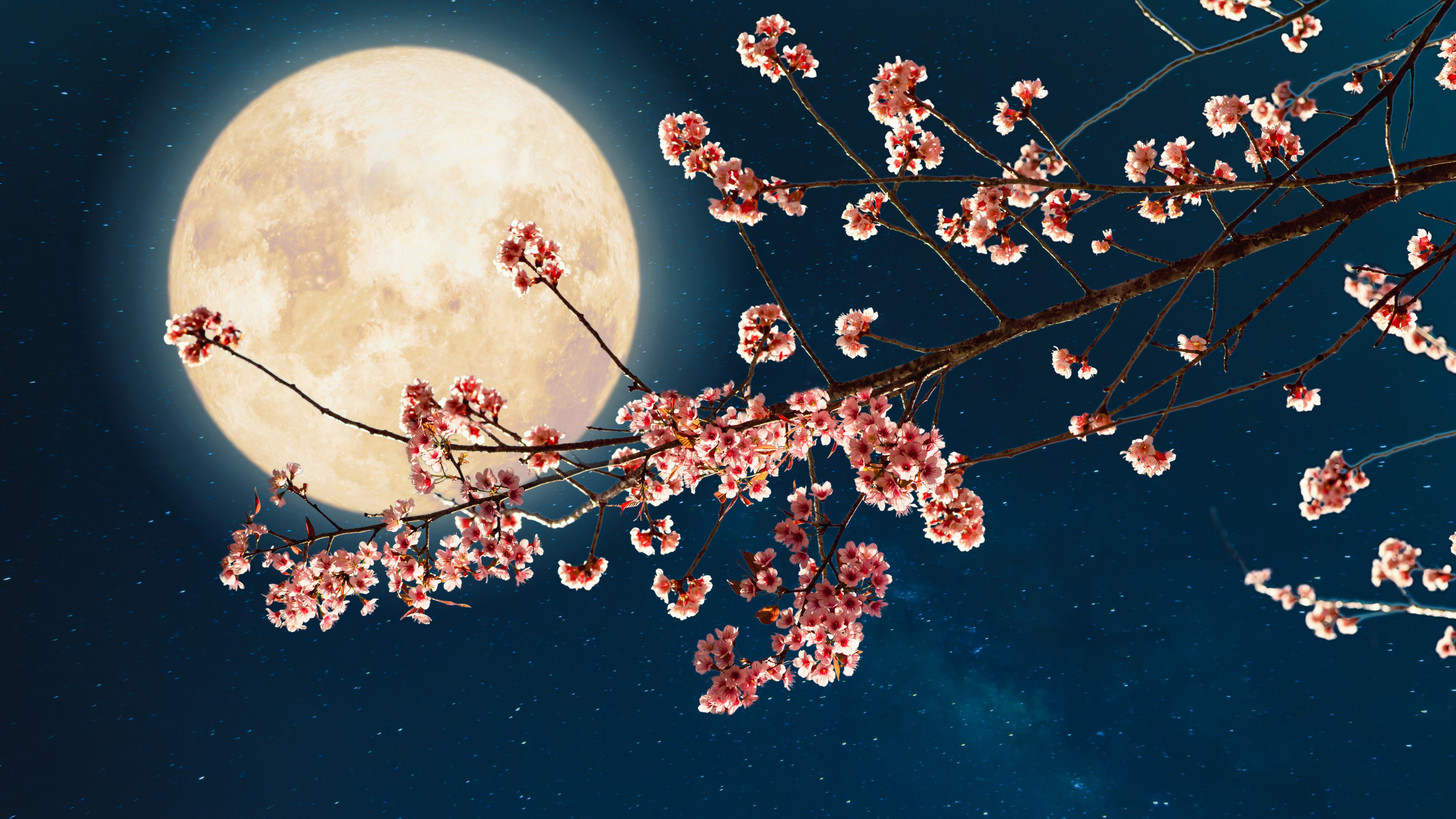 A lovely full moon glows behind cherry blossoms